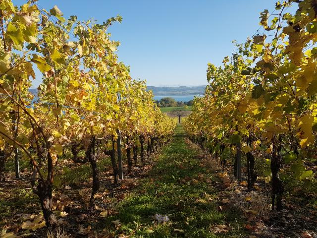 domaine-des-4-menhirs-vignoble_DEFAULT.jpg