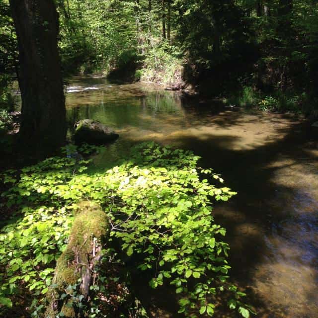 yvonand-la-riviere-sous-la-loupe_DEFAULT.jpg