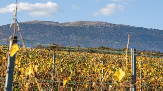 le-suchet-depuis-le-vignoble-d-agiez_DEFAULT.jpg