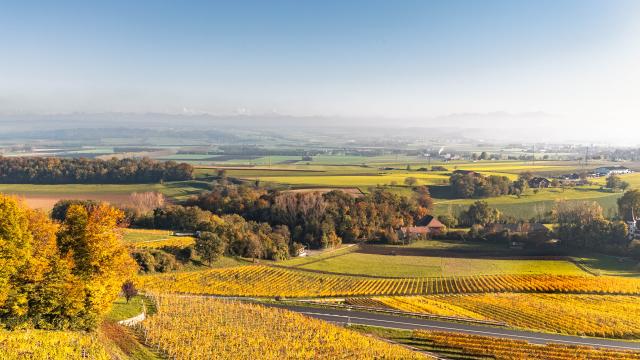 vignoble-entre-rances-et-valeyres-sous-rances_DEFAULT-1.jpg