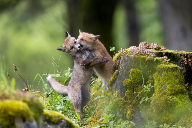 17-glauser-alexis-danse-des-renardeaux-cat2-jpg_DEFAULT.jpg