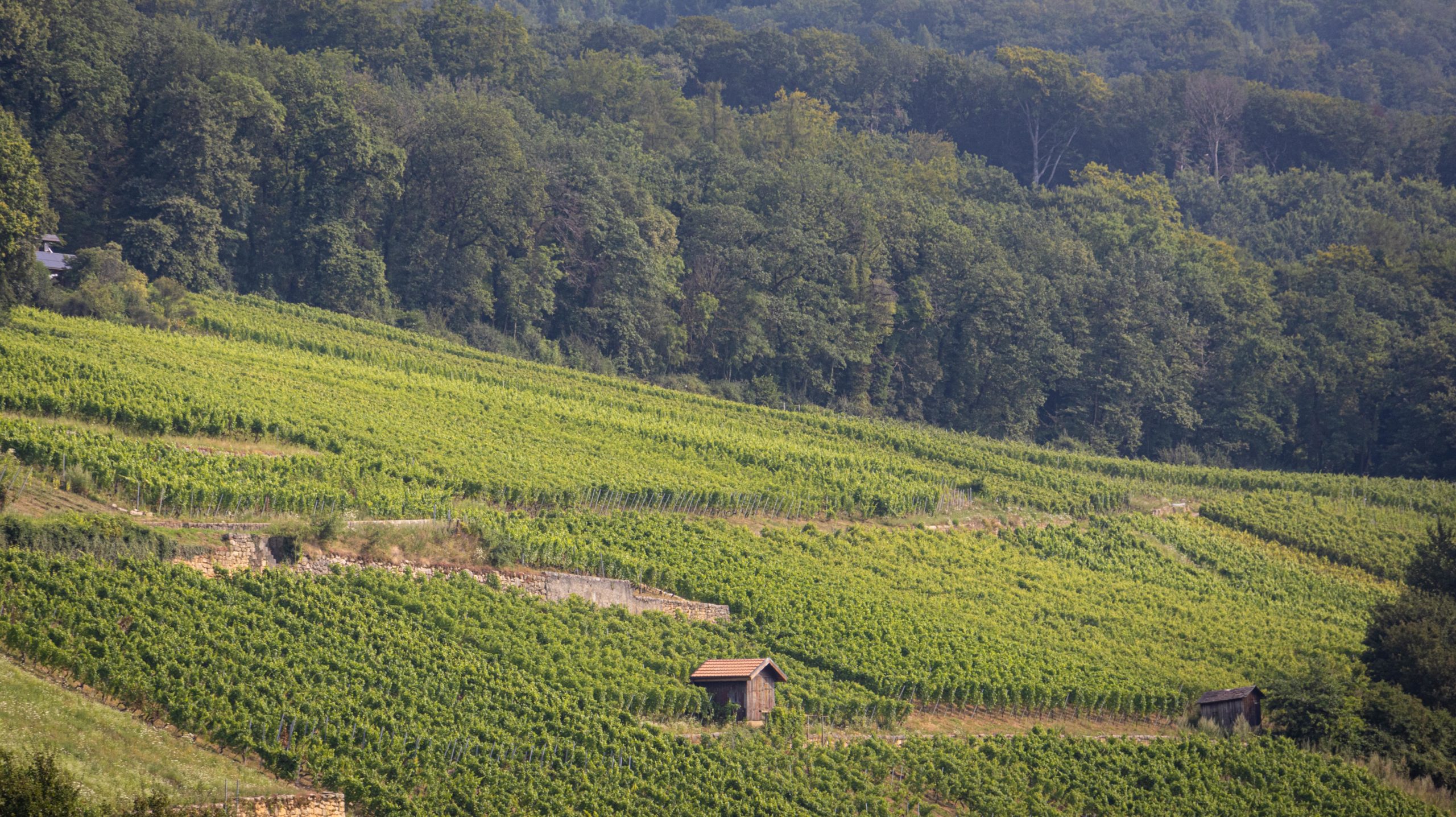 Vignes Onnens © ADNV - Lionel Bourgeois