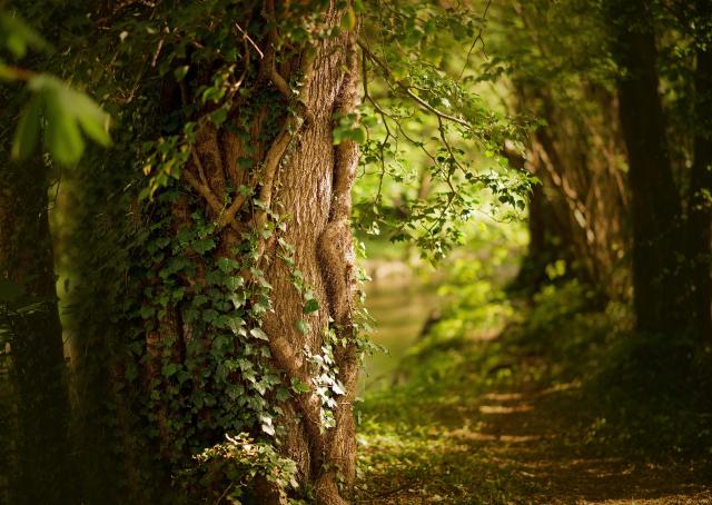 foret_DEFAULT.jpg