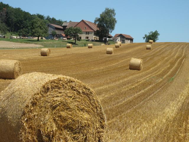 chemin-des-bles_DEFAULT.jpg
