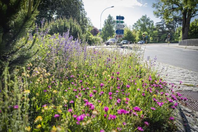 fleurs-biodivercity-2_DEFAULT.jpg
